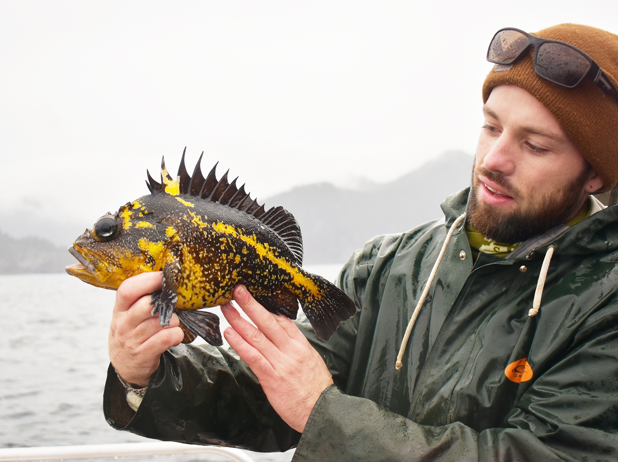 Photo by Katja Berghaus. UAF student Kyle Gatt holds a China rockfish caught in 2021 as part of lingcod and rockfish sampling in Prince William Sound.