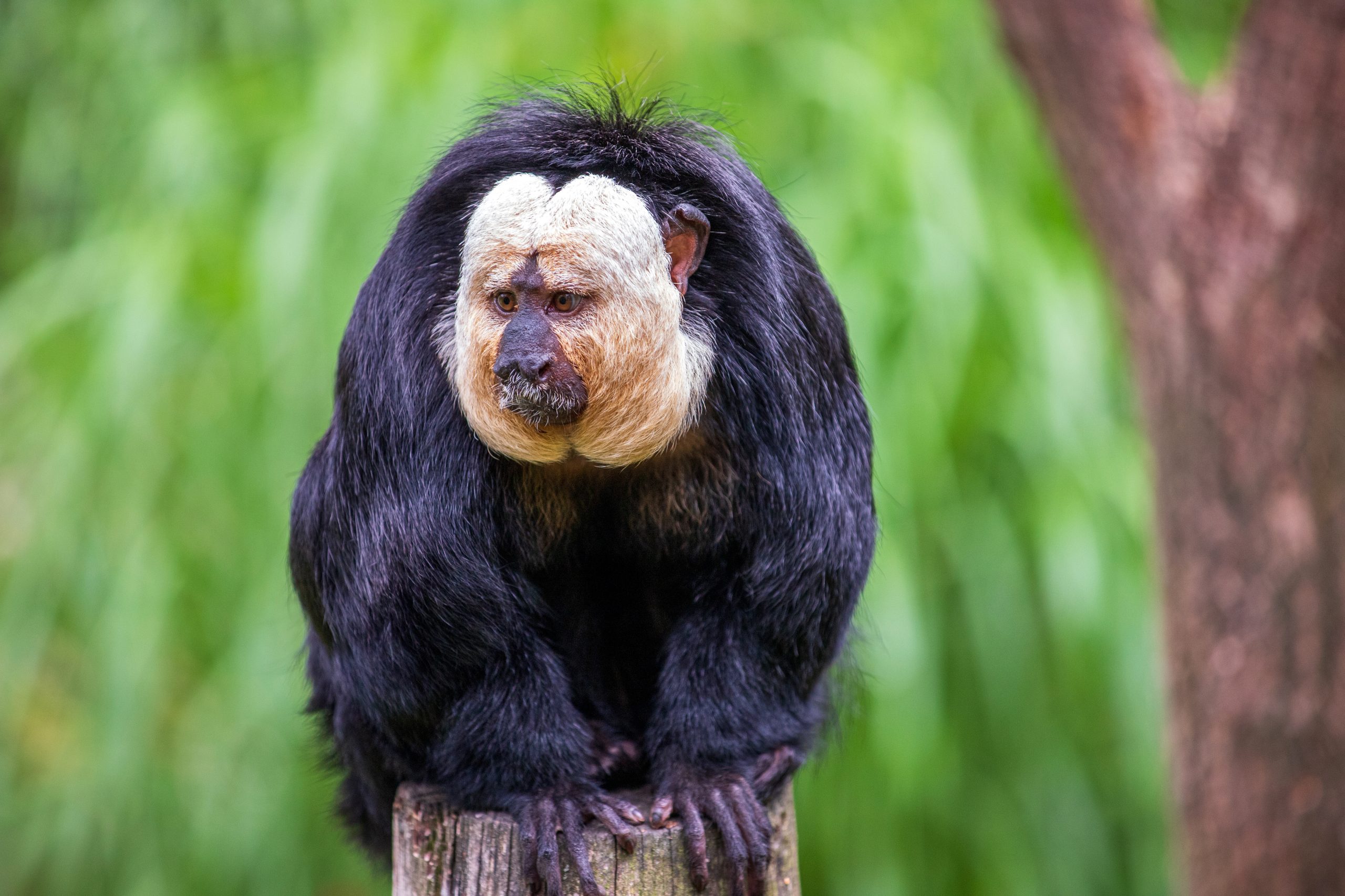 Portrait of male white-faced saki (Pithecia pithecia), Guianan saki, the golden-faced saki monkey