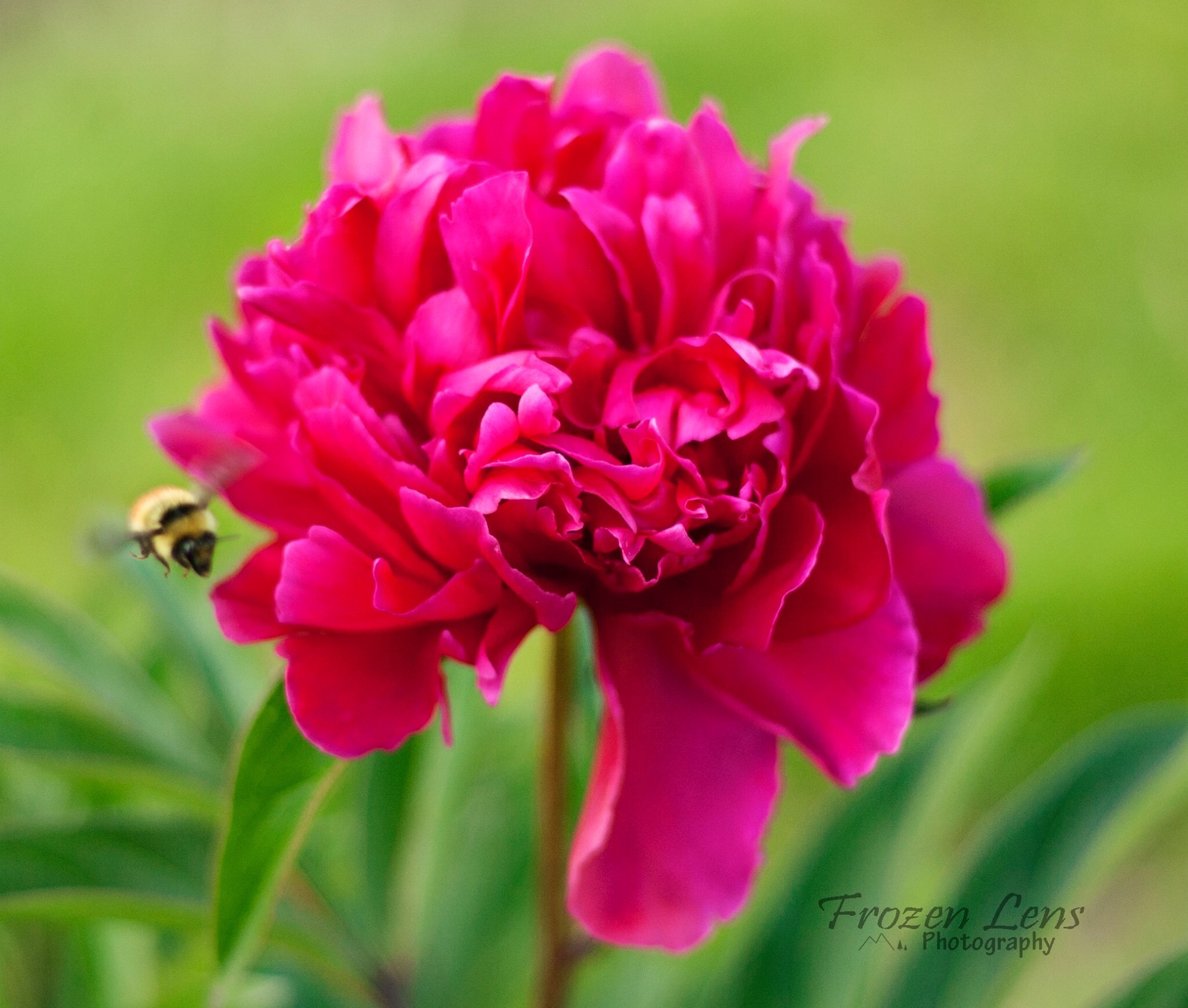 A pink peony with a bee flying around it